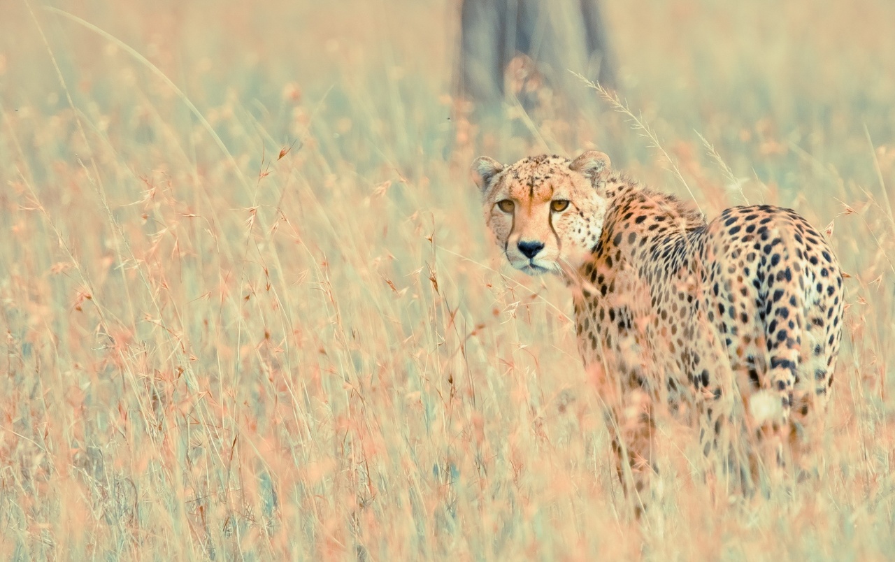 Wild Cheetah Wallpapers - Wild Cheetah - HD Wallpaper 