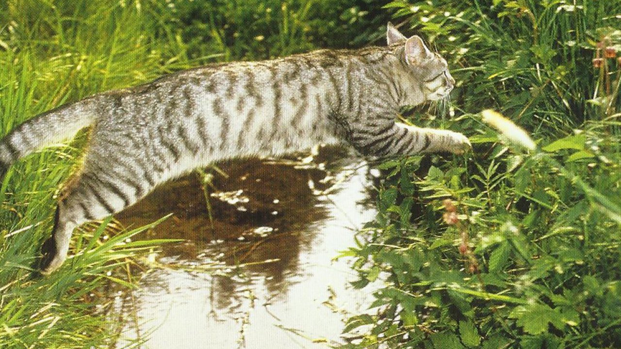 Cat Jumping Over Stream - HD Wallpaper 