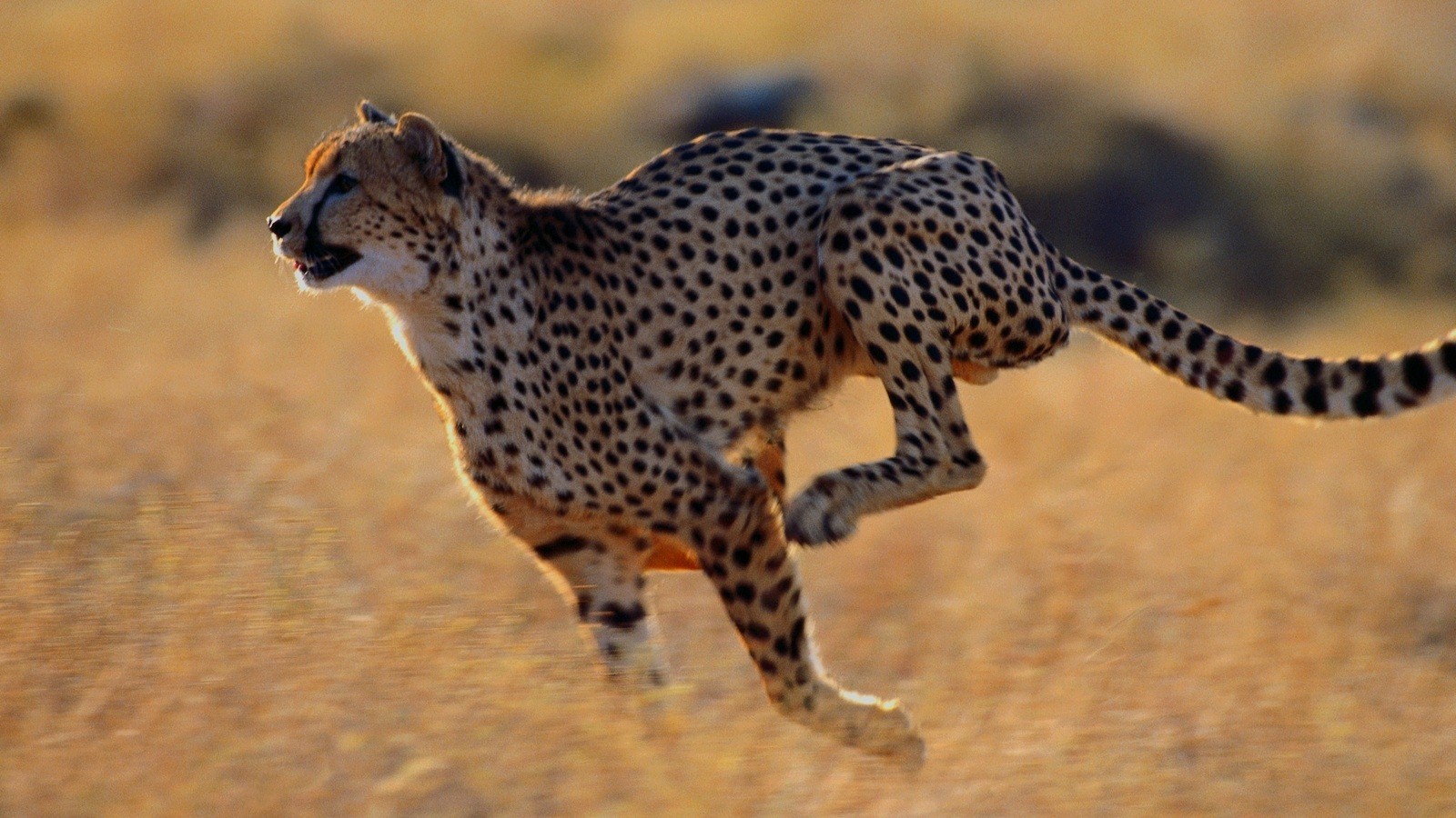Wild Animals Wallpaper Hd Pixelstalk
animal Wallpaper - Animals Running In The Wild - HD Wallpaper 