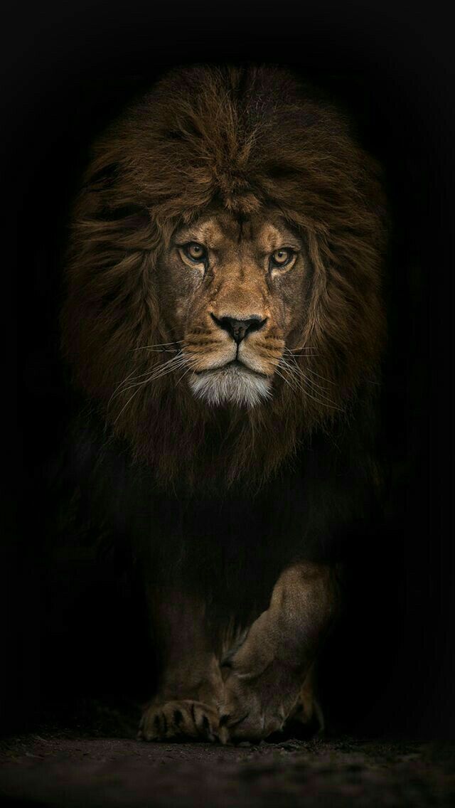 Lion Iphone Wallpaper Hd - HD Wallpaper 