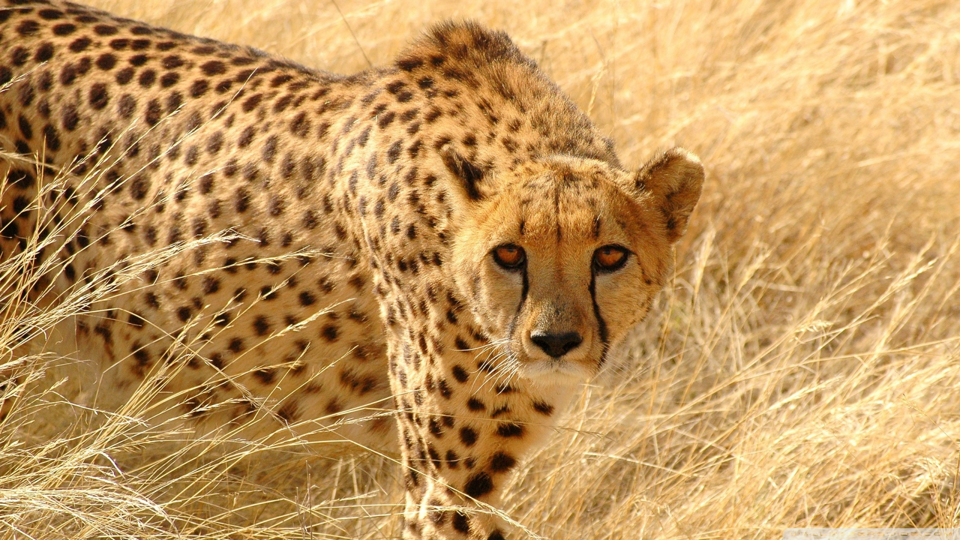 Full Hd Wallpapers Wild Animals - Hd Wild Life - 1920x1080 Wallpaper - Full Hd Wallpapers Wild Animals - Hd Wild Life - 1920x1080 Wallpaper -