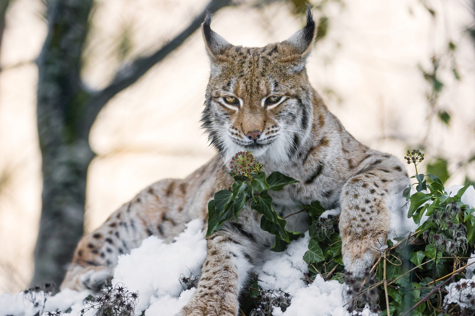 Hd Images Of The Wild Animals, Wallpapers And Backgrounds - Lynx Des Neiges Fond D Écran - HD Wallpaper 