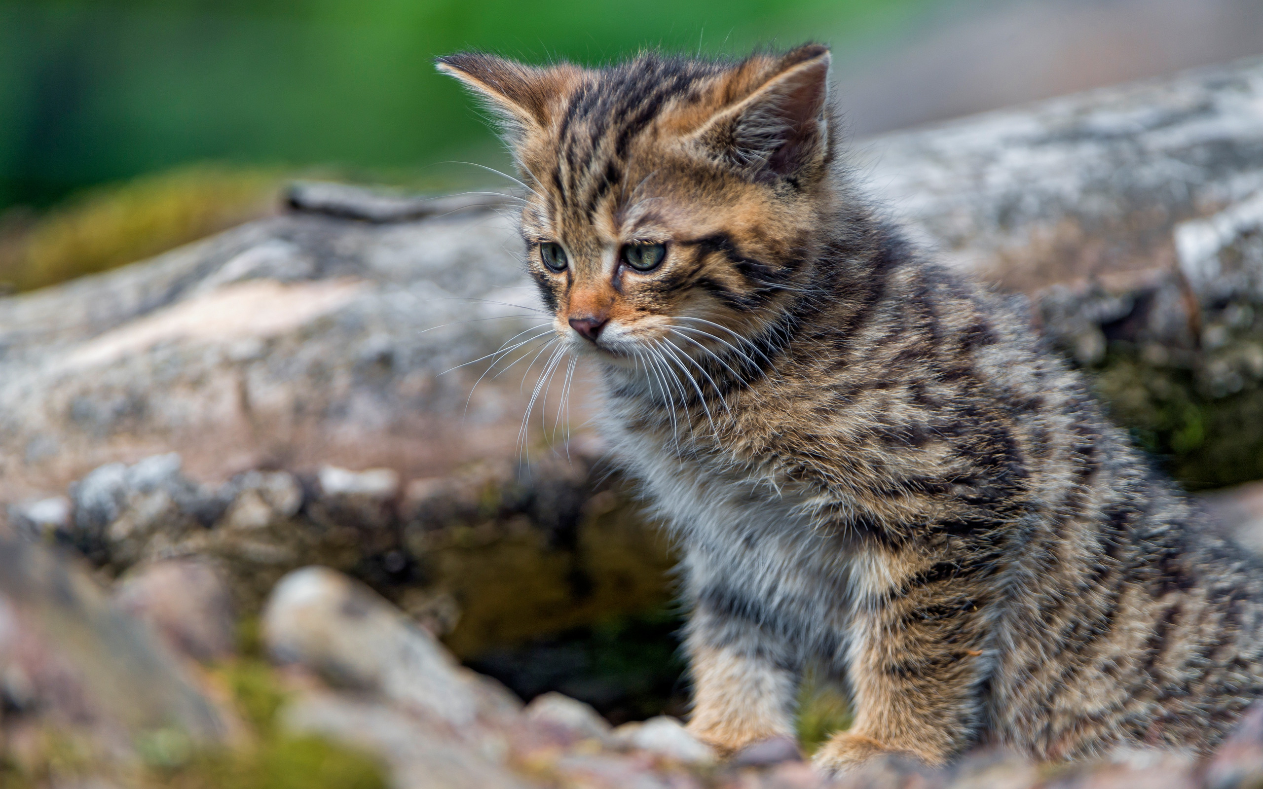 Wild Forest European Cat, Little Kitty, Cute Animals, - Wild Wallpaper Cute Animals - HD Wallpaper 