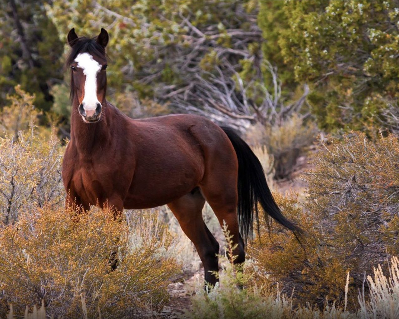 Wild Horses Beautiful Horses Running Horse - HD Wallpaper 