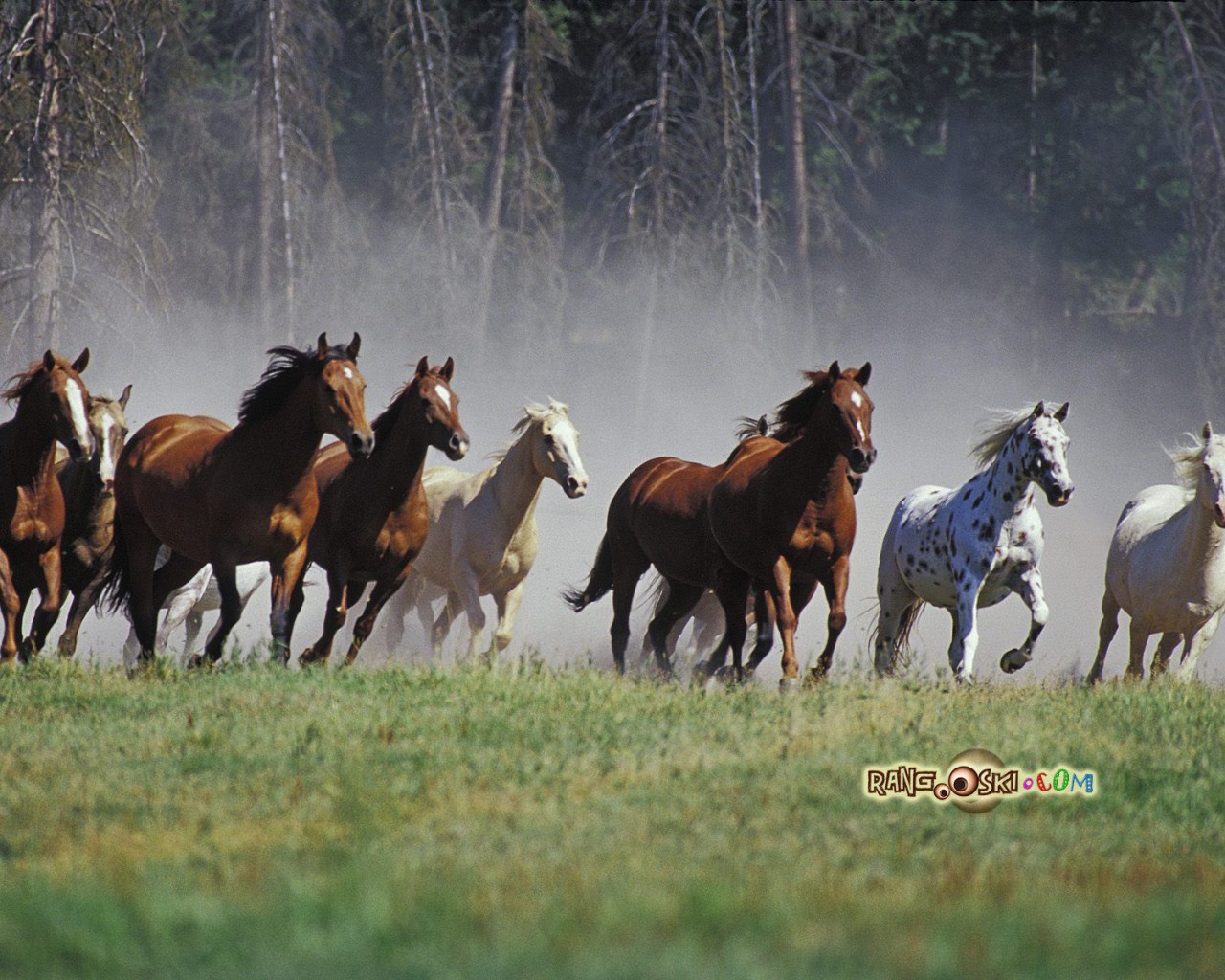 Wild Horses Hd Wallpapers Wild Horses Hd Wallpapers - HD Wallpaper 
