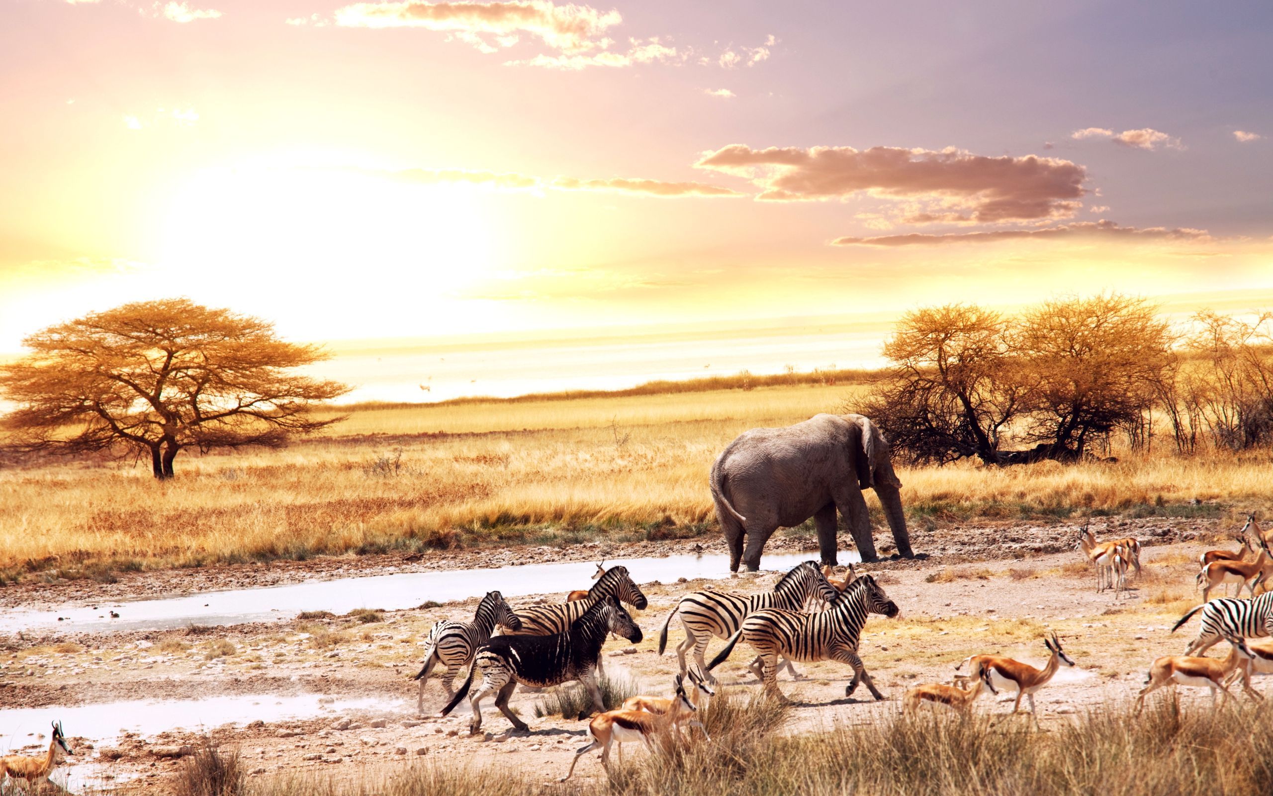 Wild Africa, - HD Wallpaper 