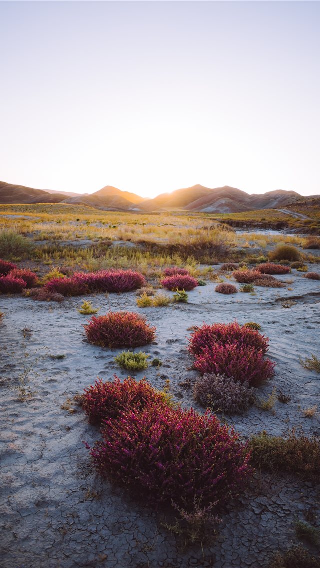 Wild Iphone Wallpaper - Free Wallpaper Samsung - HD Wallpaper 