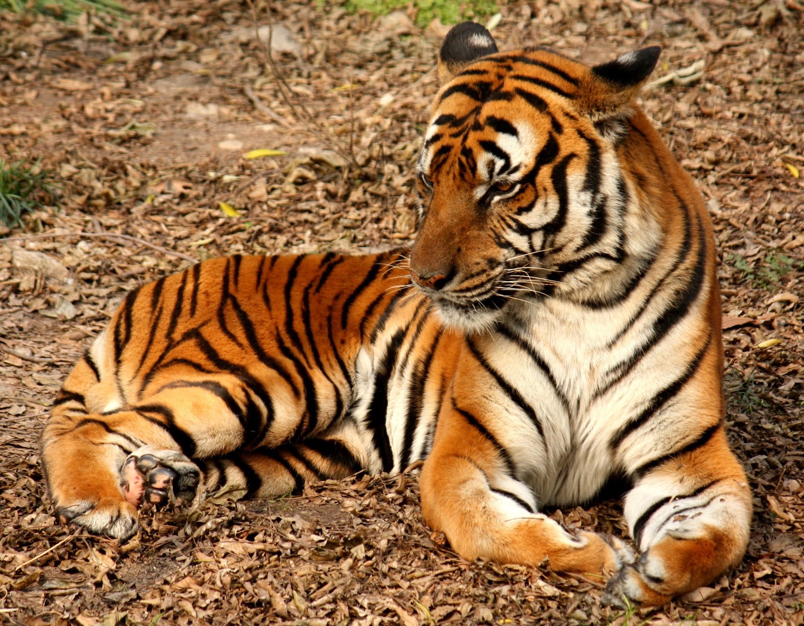 Hd Images Of The Wild Animals, Wallpapers And Backgrounds - Orange And Black Striped Tiger - HD Wallpaper 