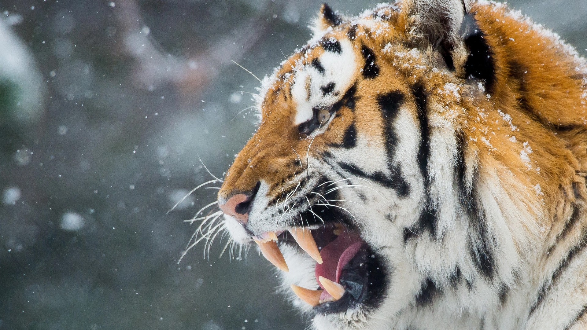 Animals Hd Wallpapers Wild Hungry Tiger - Did Not Wake Up Today - 1920x1080  Wallpaper 