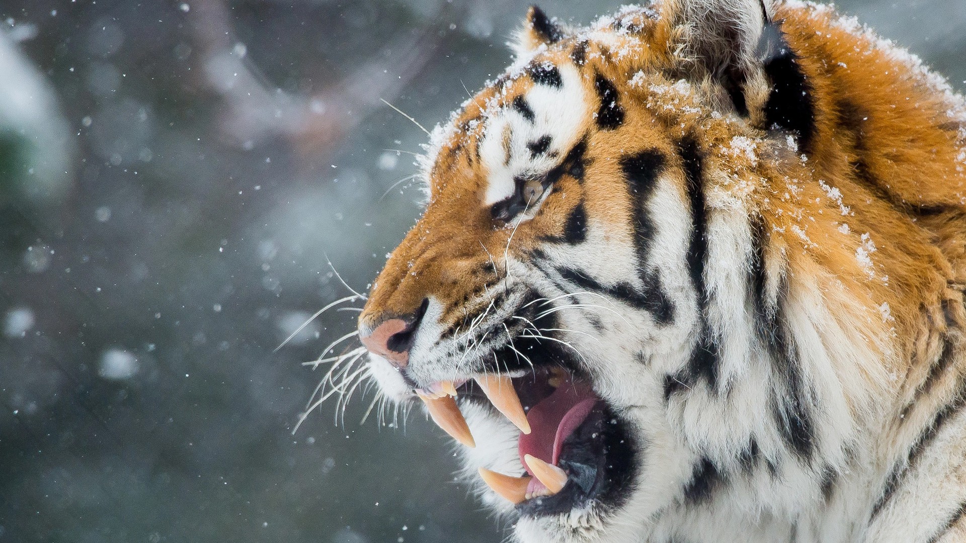 Animals Hd Wallpapers Wild Hungry Tiger - Did Not Wake Up Today - 1920x1080 Wallpaper Animals Hd Wallpapers Wild Hungry Tiger - Did Not Wake Up Today - 1920x1080 Wallpaper