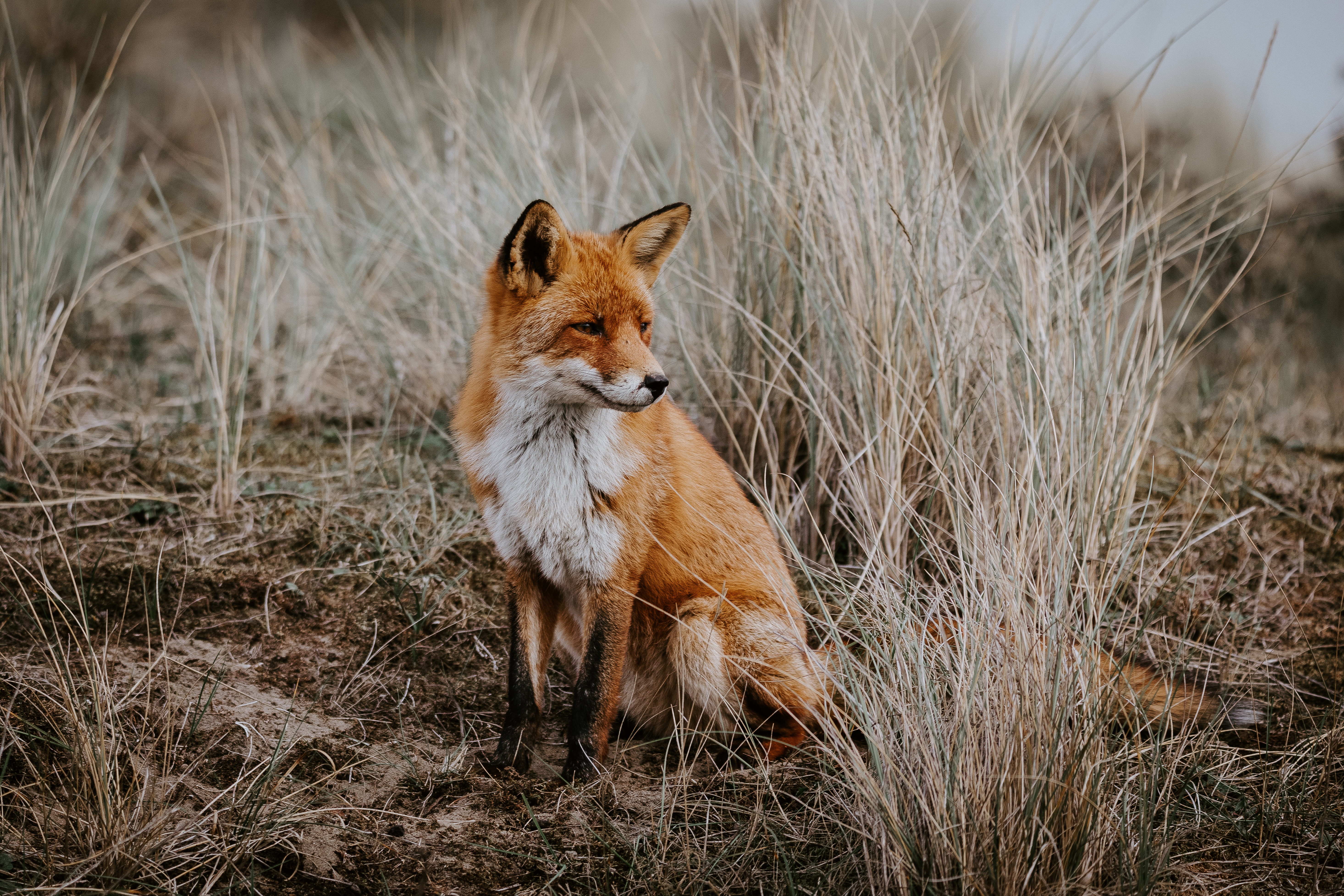 Fox Wallpaper For Phone 5863x3909 Wallpaper Teahub Io