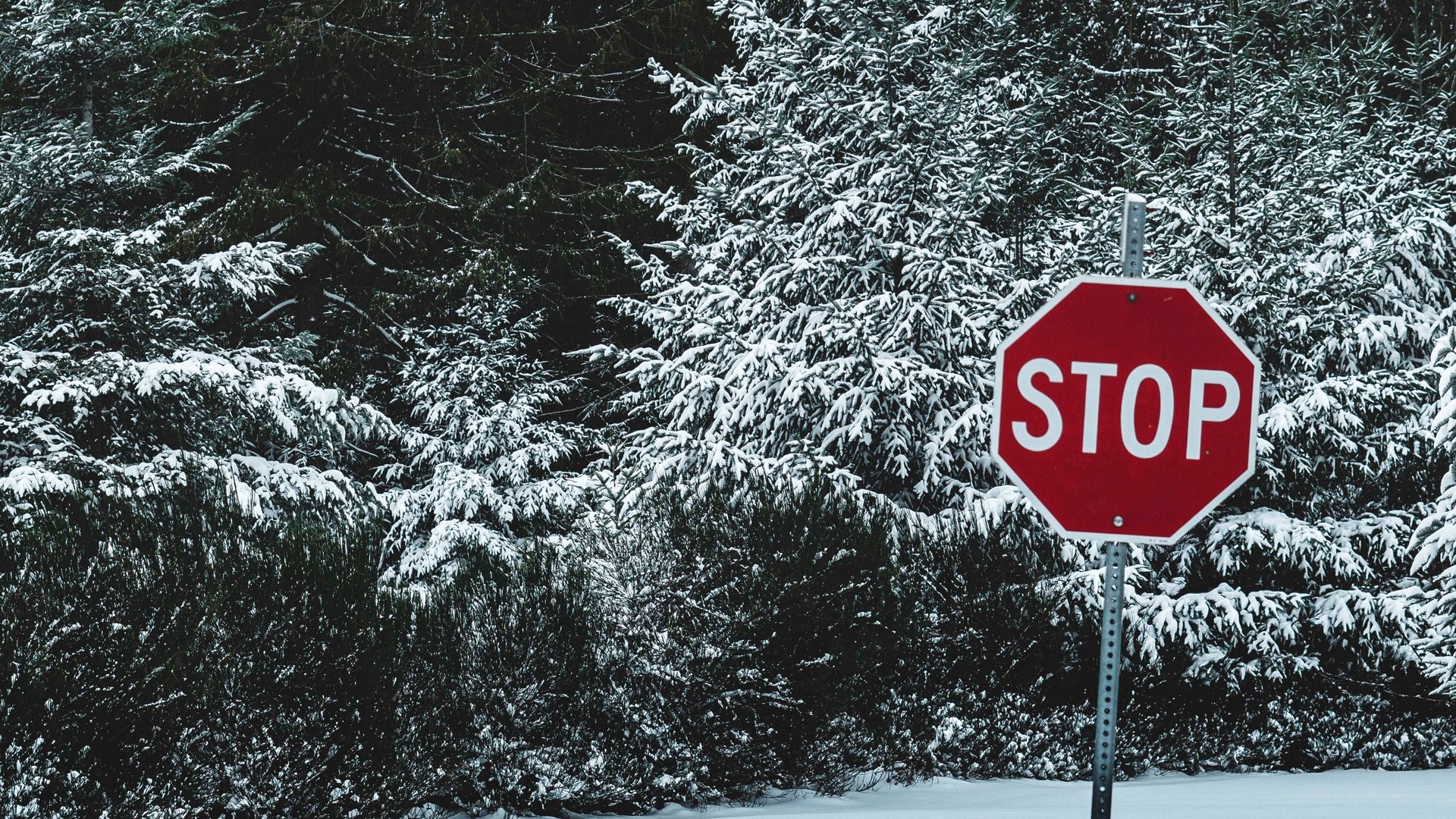 Wallpaper Sign, Stop, Snow, Trees, Nature - Stop Sign - HD Wallpaper 