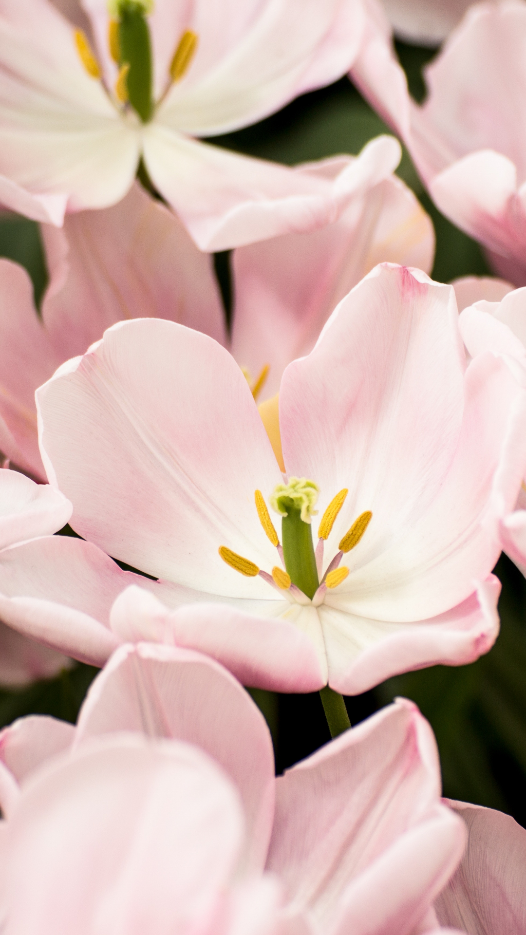 Pretty In Pink Iphone Wallpaper - Turn Your Back On Me Quotes - HD Wallpaper 