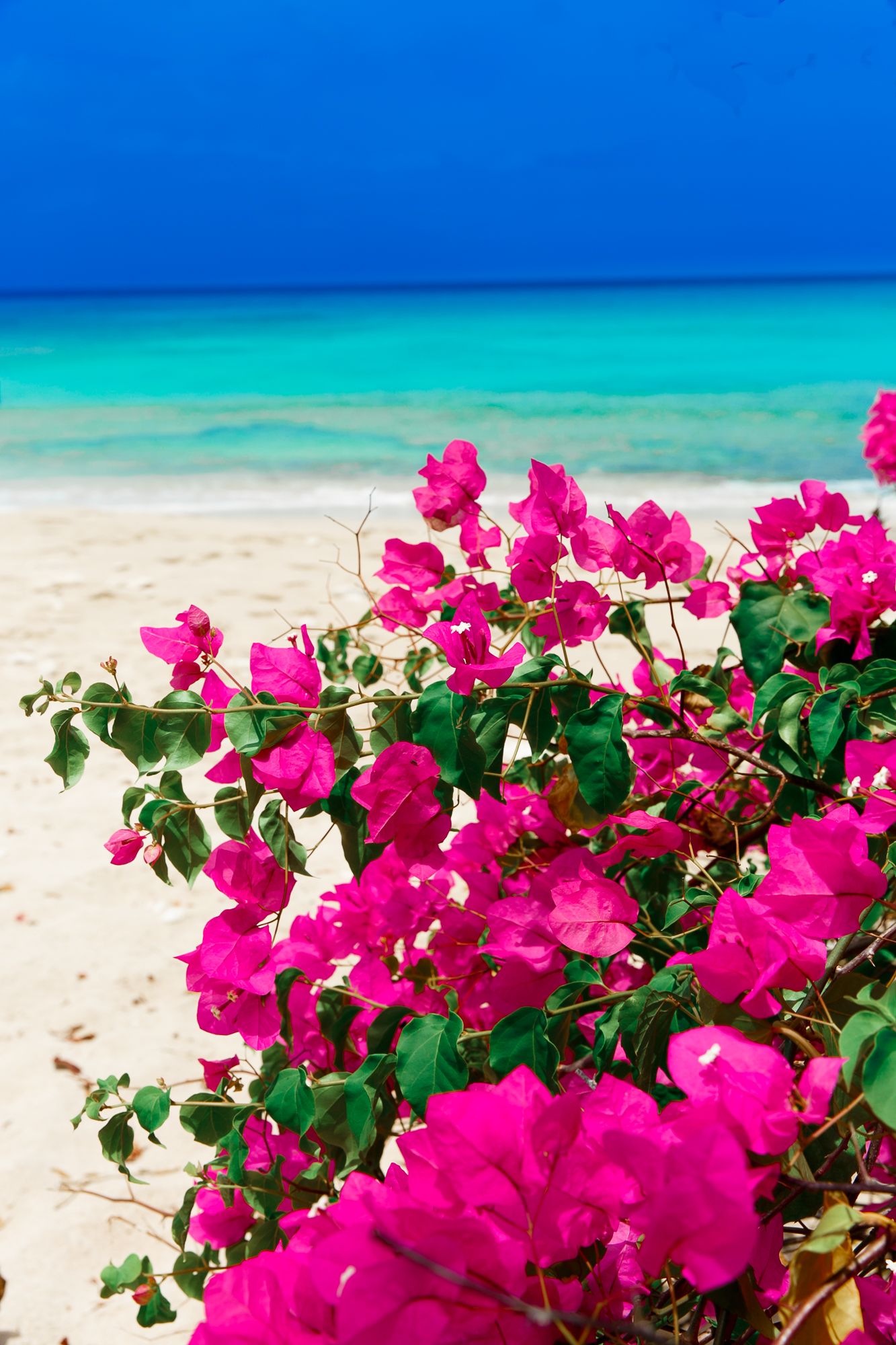 Bougainvillea Flower And Sea - HD Wallpaper 