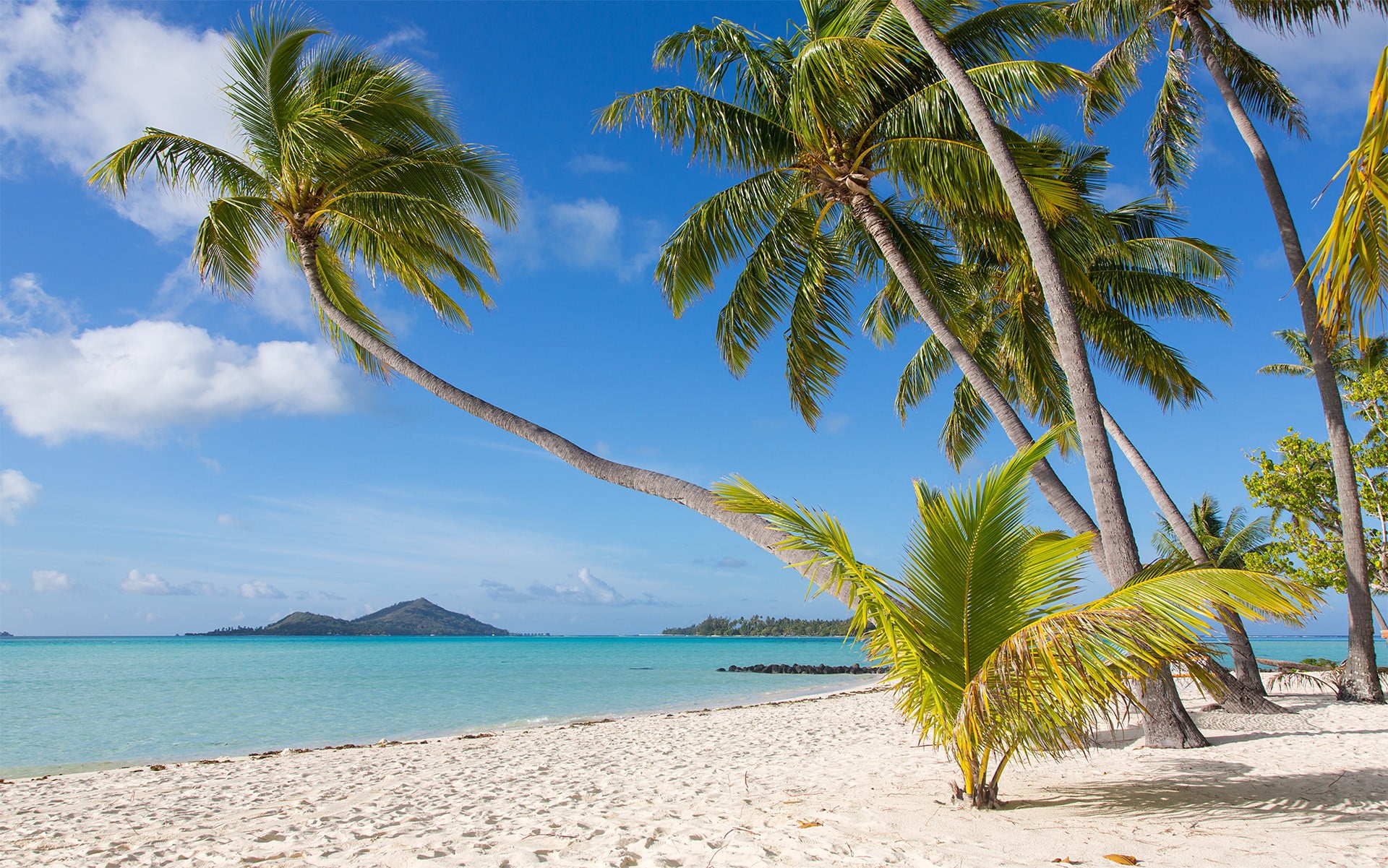 Coconut Palm Tree In Bora Bora - HD Wallpaper 