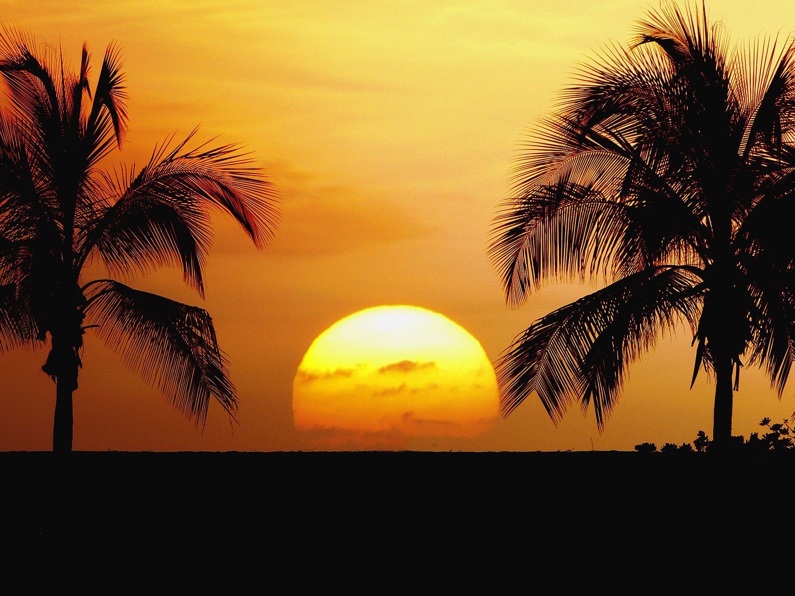 Wallpaper Hawaii, Beach, Sunrise, Palm Trees - Sunsets On The Beach With Palm Trees - HD Wallpaper 