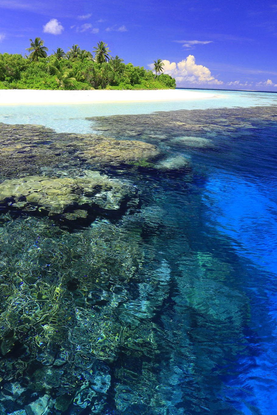 Bora Bora Ocean Coral Palms Summer - Sea - HD Wallpaper 