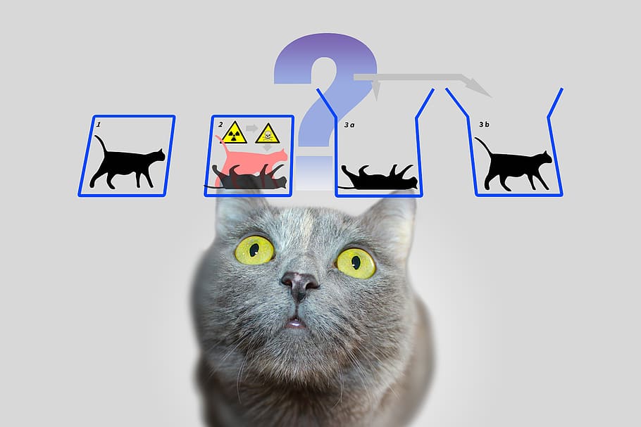 Physics, Schrödinger S Cat, Quantum Mechanics, Paradox, - Schrodinger's Cat In Quantum Computers - HD Wallpaper 