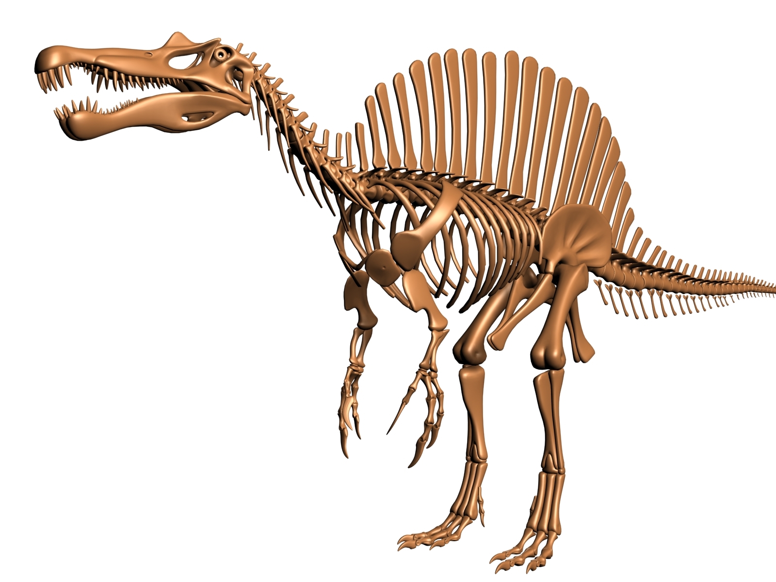 Skeleton Of A Spinosaurus - HD Wallpaper 