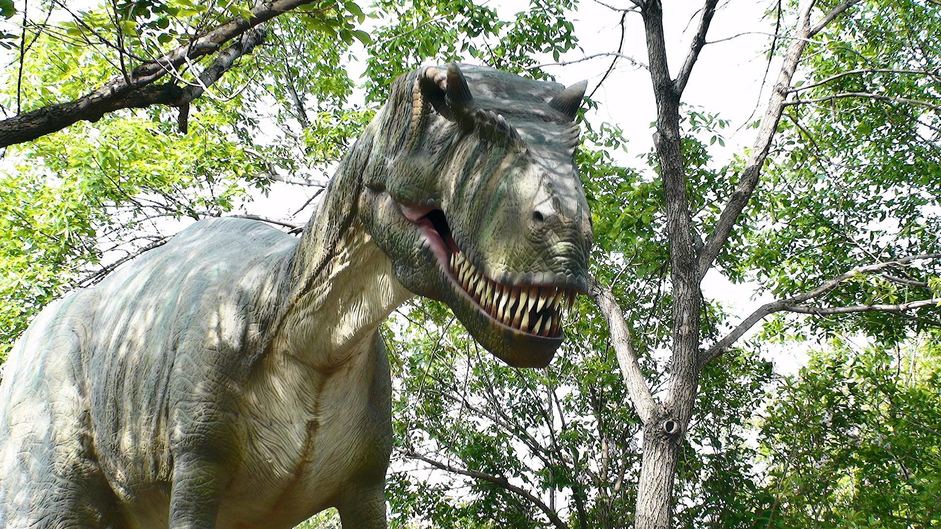 Tyrannosaurus Rex - HD Wallpaper 