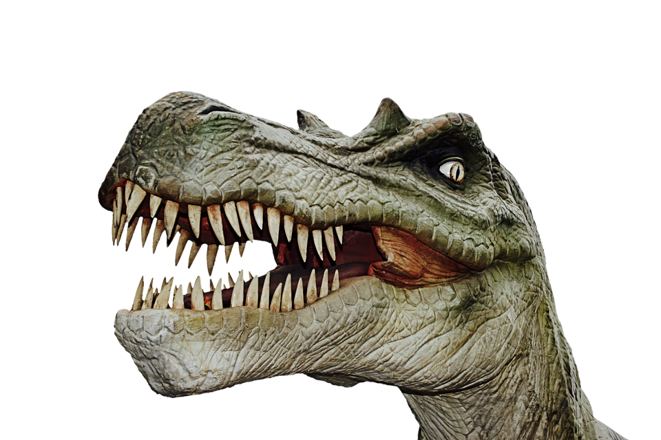 Dinosaur Head Png - HD Wallpaper 