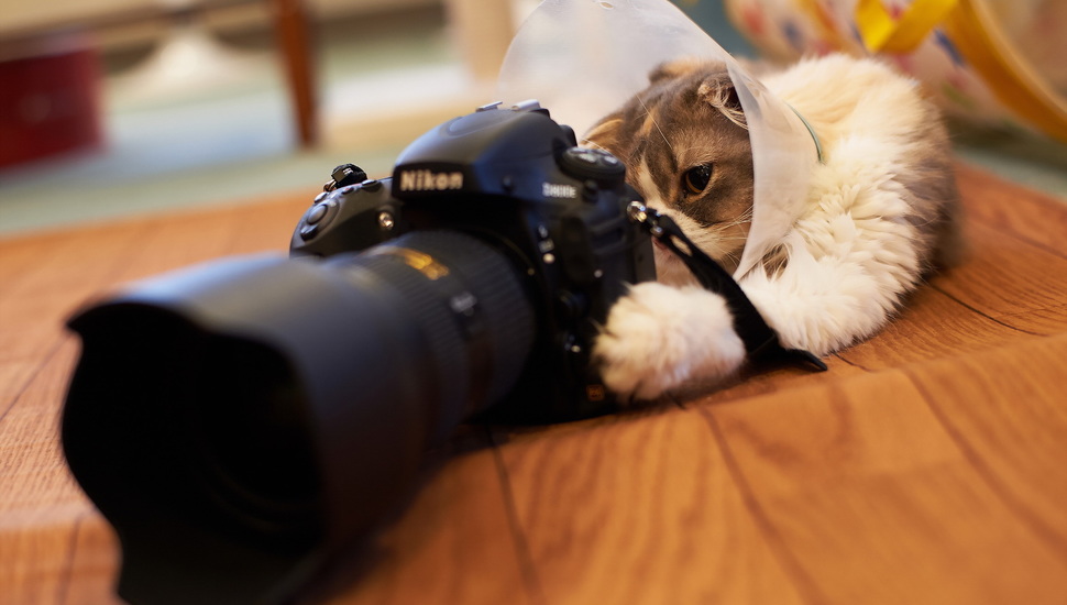 Nikon, Camera, Cat Desktop Background - Cat Nikon - HD Wallpaper 