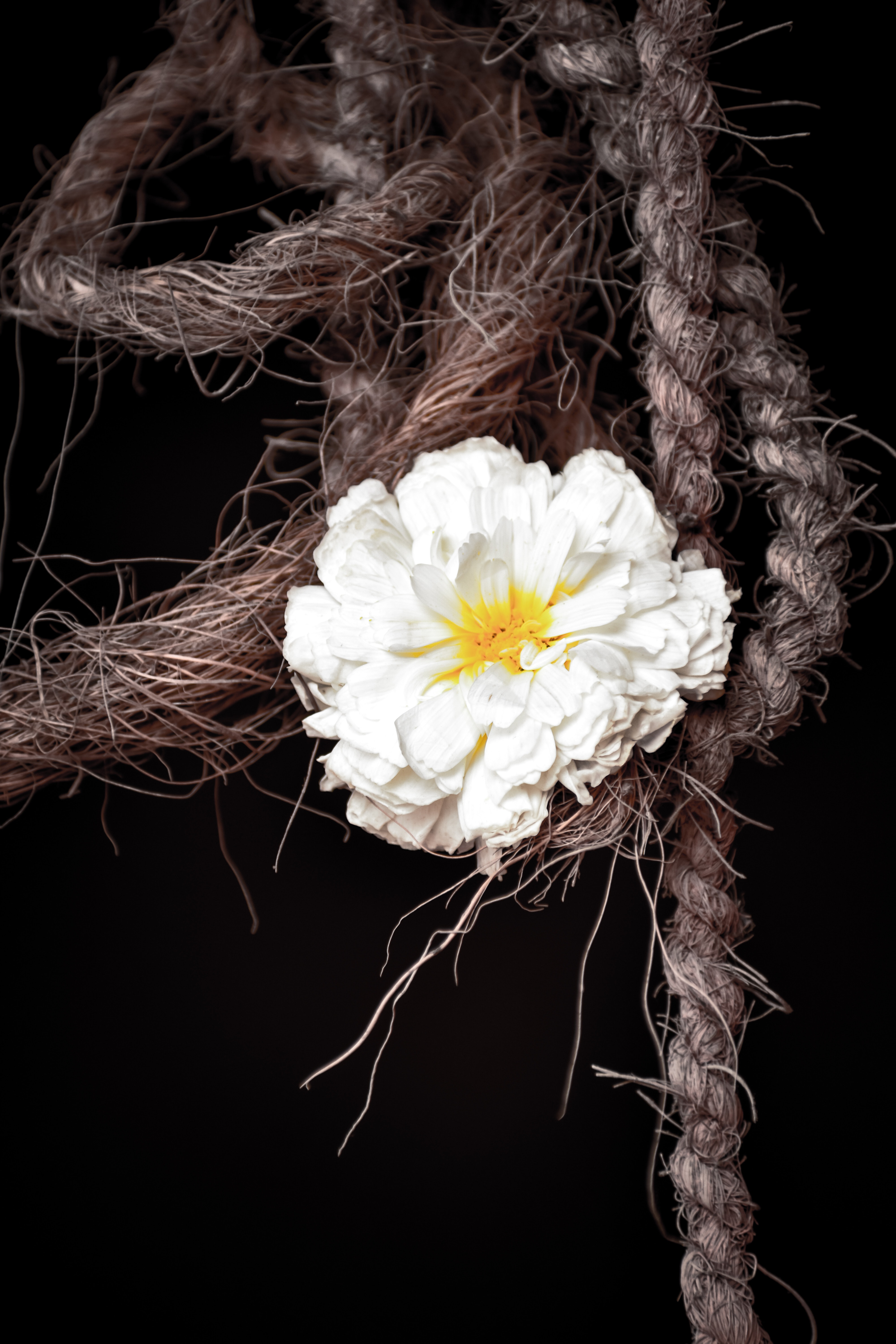 Artificial Flower - HD Wallpaper 