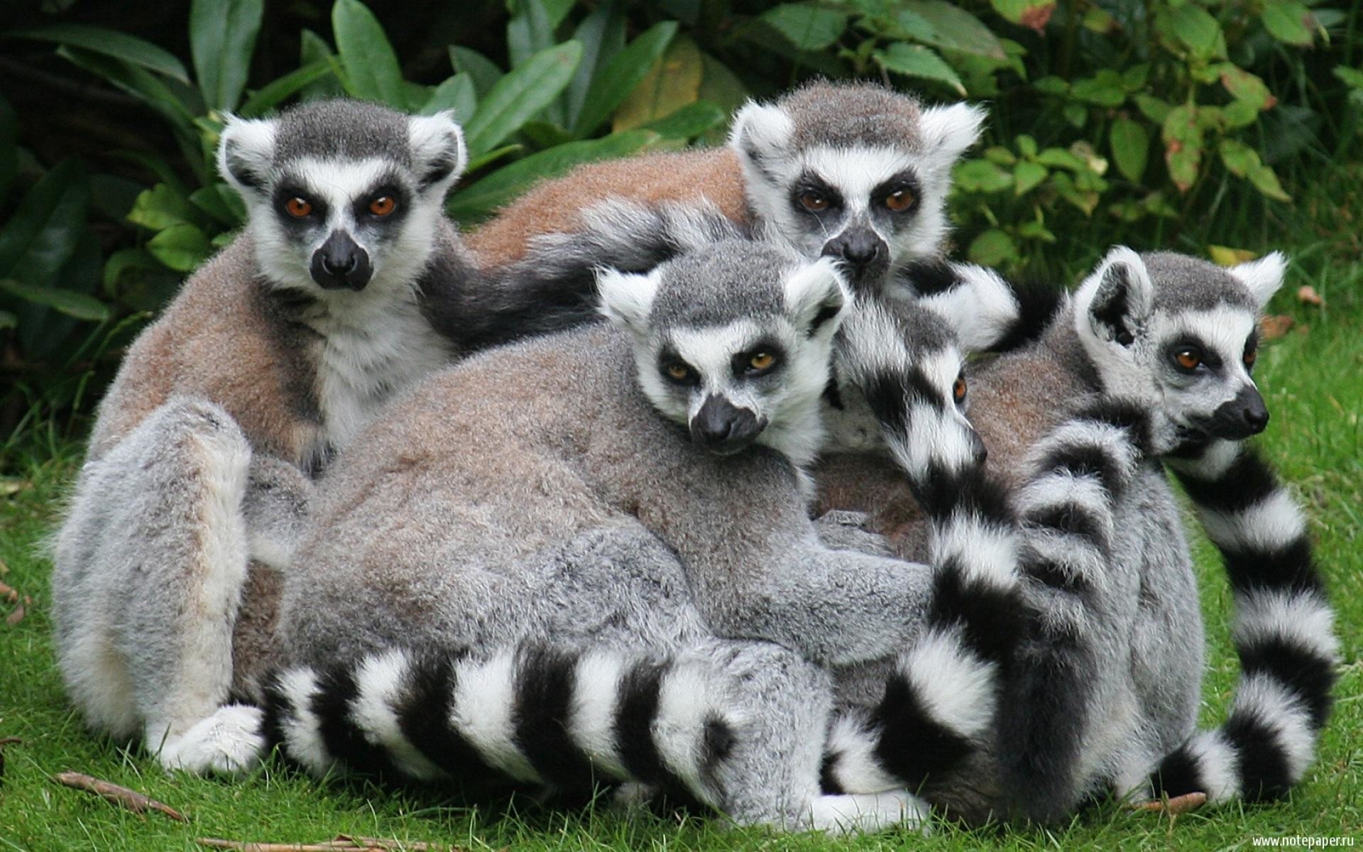 Lemur Wallpaper 
 Data Src Gorgerous Lemur Wallpaper - Lemur Iphone - HD Wallpaper 