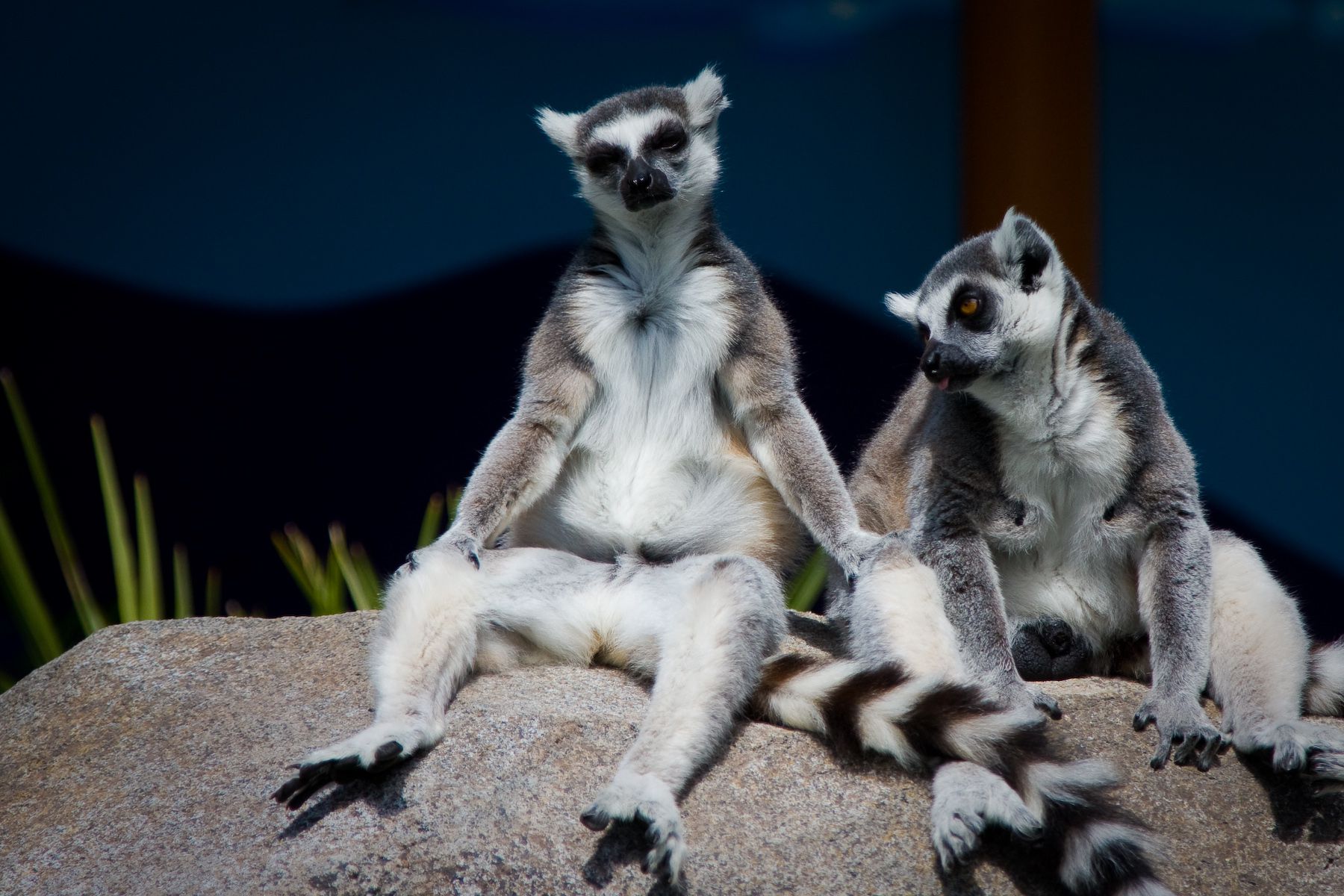 Lemur Backgrounds - HD Wallpaper 