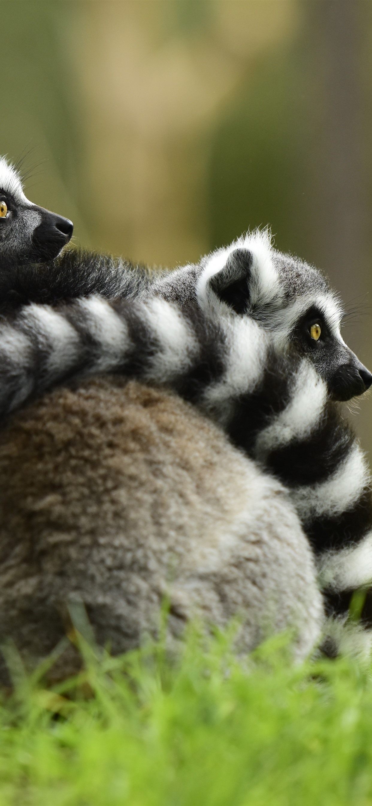 Lemur Wallpaper Phone - HD Wallpaper 
