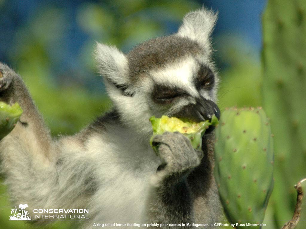 Free Lemur Wallpaper Wallpapers Download - Procyon - HD Wallpaper 