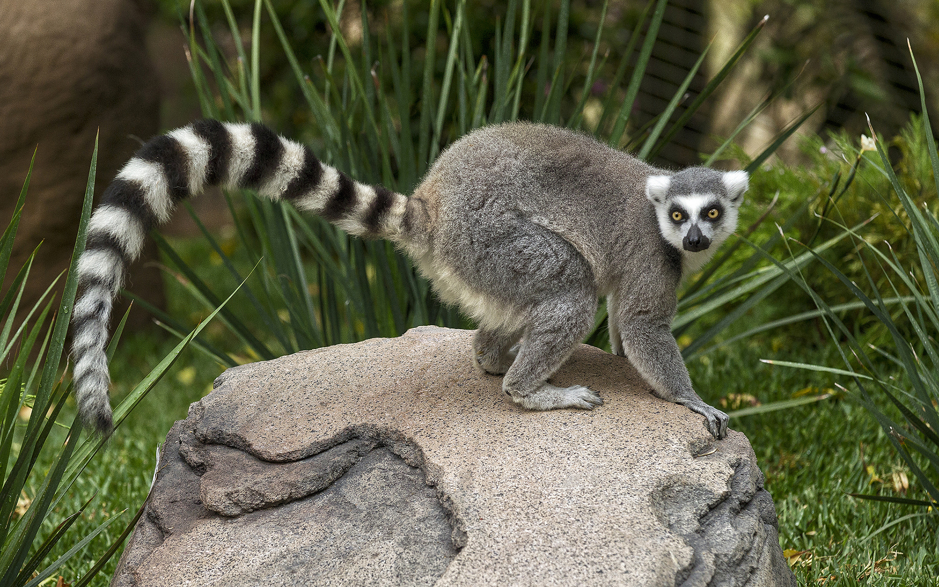 Lemur Riding A Bike - HD Wallpaper 