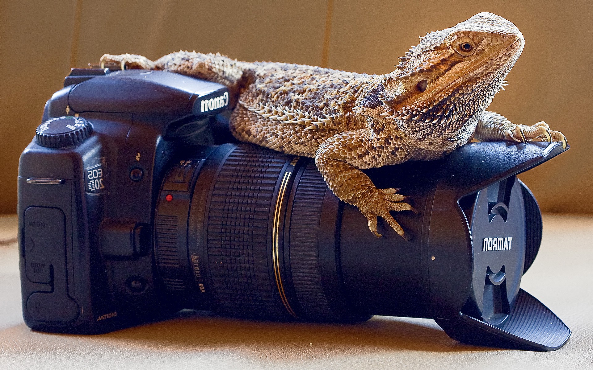 Camera Animals Background Hd - HD Wallpaper 