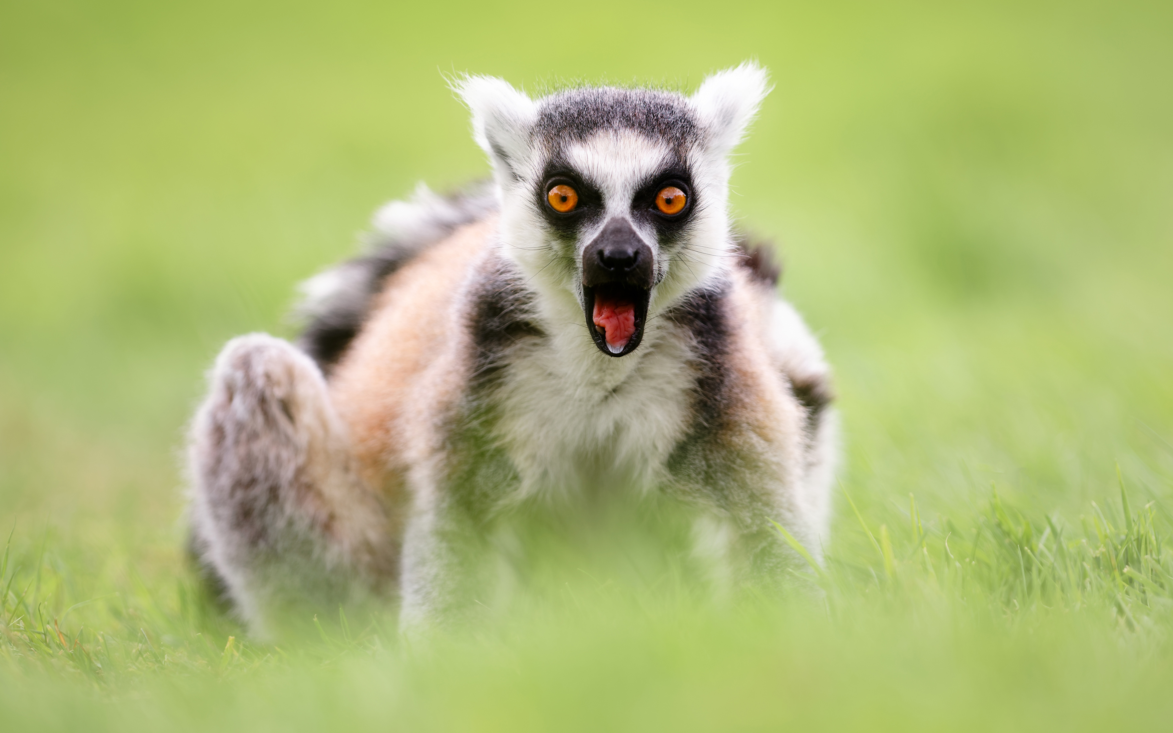 Ring-tailed Lemur - HD Wallpaper 
