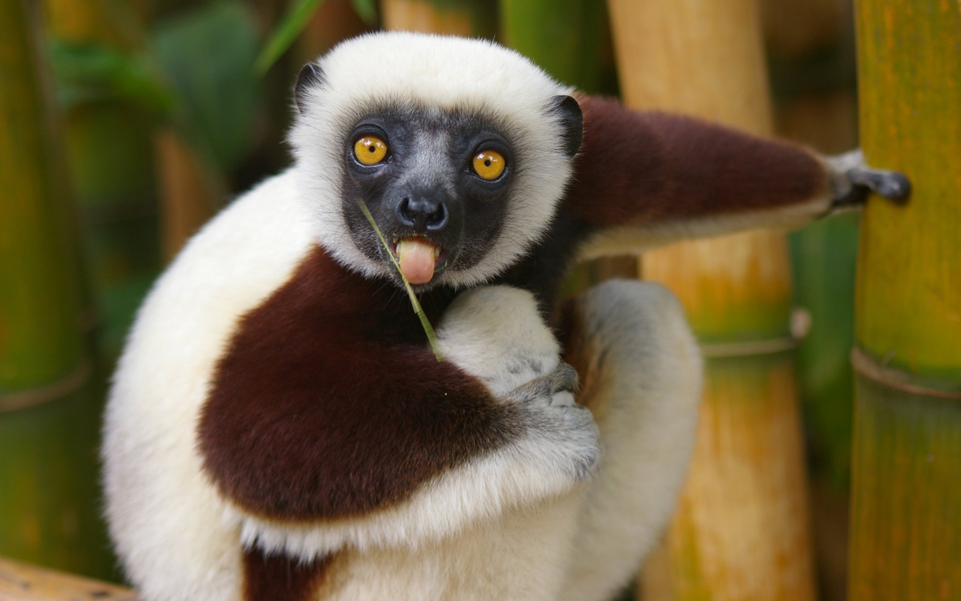 Cute Lemur - HD Wallpaper 