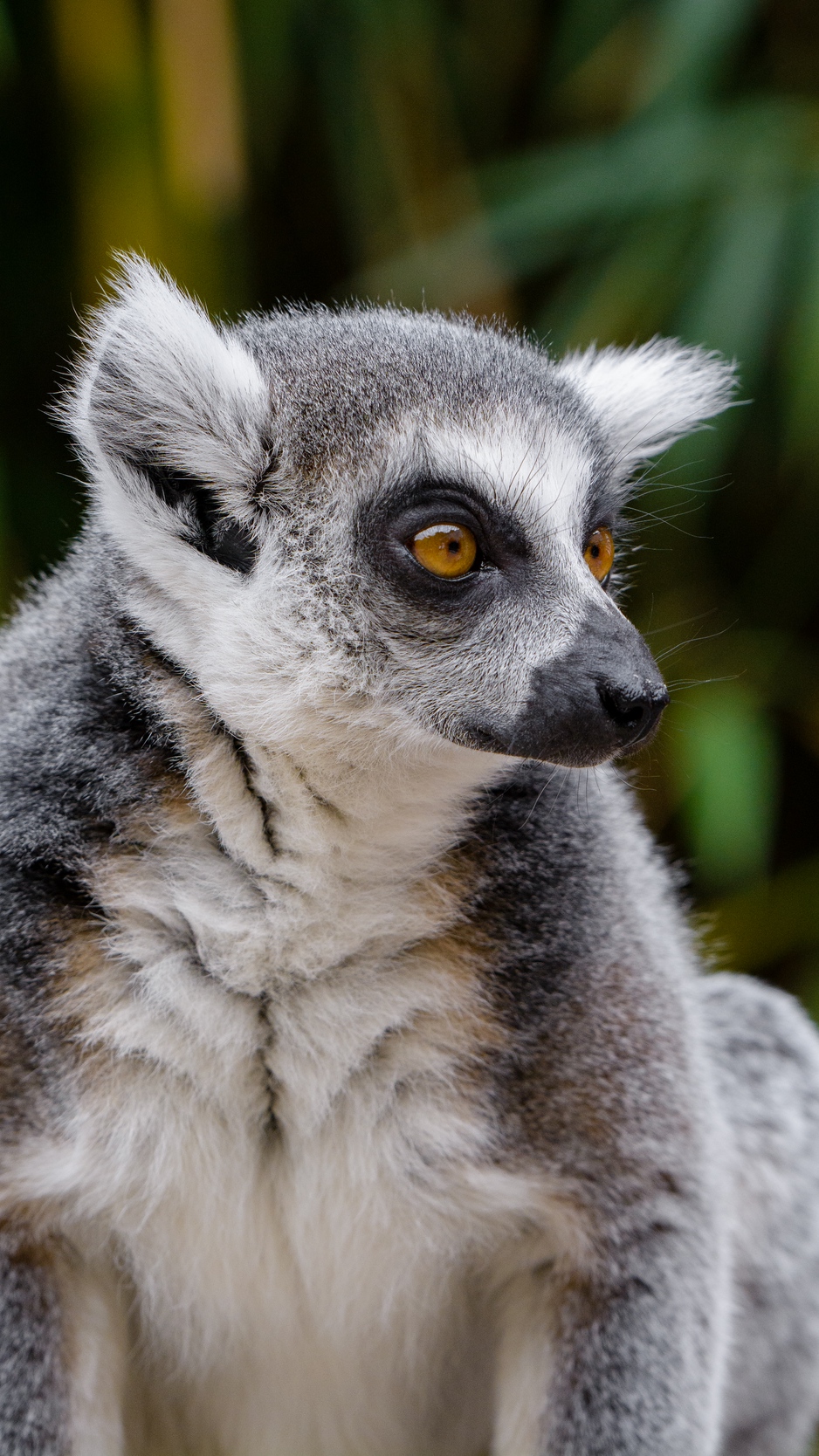 Wallpaper Lemur, Wildlife, View - Lemur Iphone - HD Wallpaper 