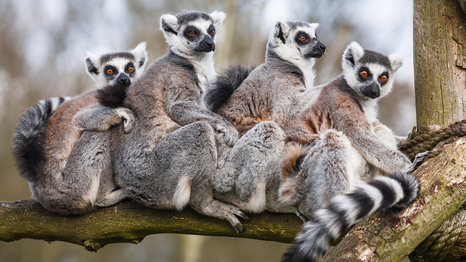 Lemur Backgrounds On Wallpapers Vista - Ring Tailed Lemur Groups - HD Wallpaper 