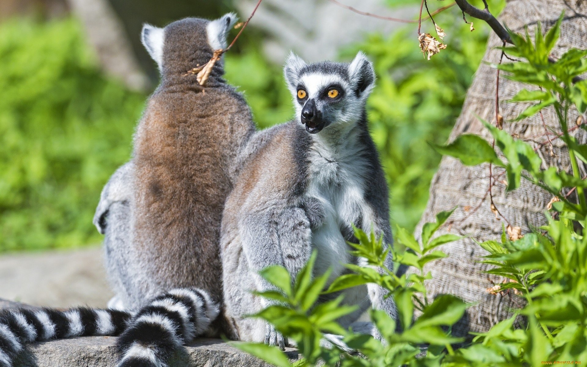 Lemurs - HD Wallpaper 