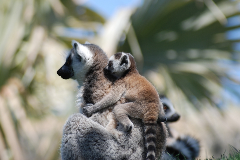Lemur, Baby, Profile View, Monkeys, Tail - Animals At The Calgary Zoo - HD Wallpaper 