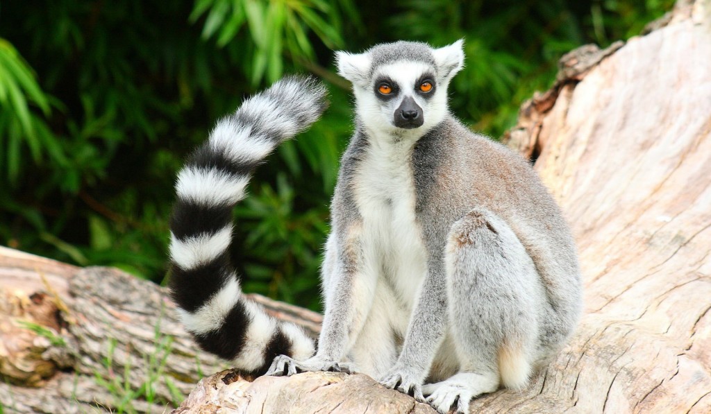 Lemur Photos - HD Wallpaper 