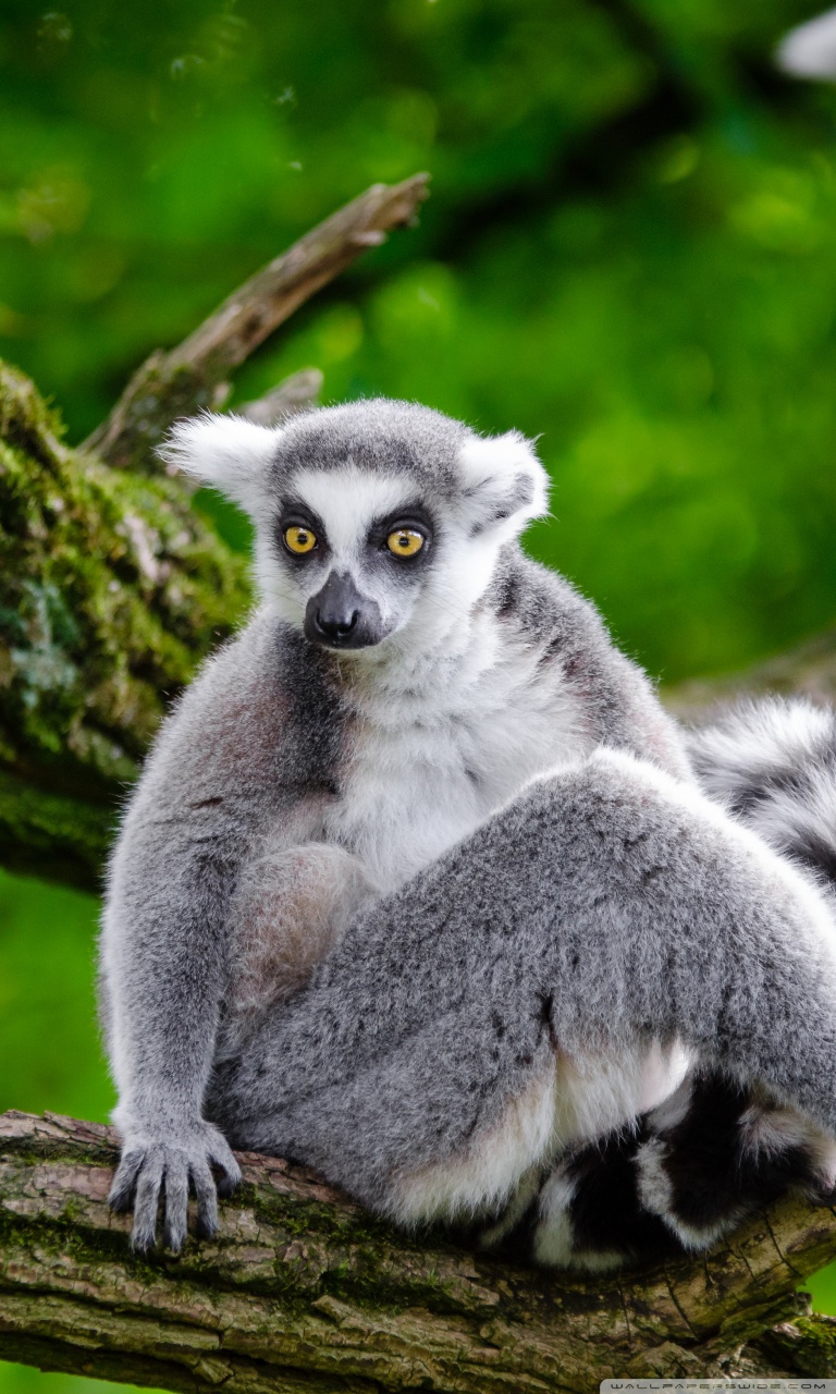 Ring Tailed Lemur Hd - HD Wallpaper 