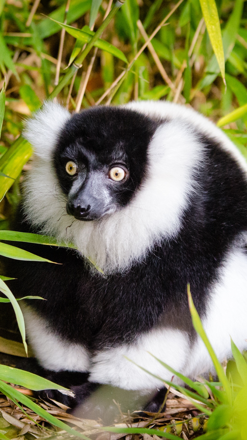 Wallpaper Ruffed Lemur, Lemur, Fluffy - Fluffy Ruffed Lemur - HD Wallpaper 