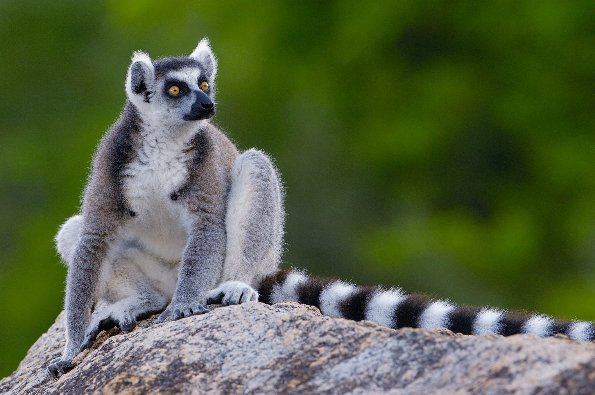 Data Src Vertical Lemur Wallpaper - Hd Wallpaper Lemure Funny - HD Wallpaper 