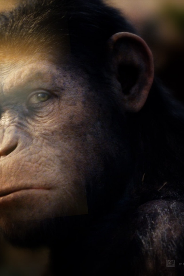 Rise Of Planet Of The Apes Wallpapaer - HD Wallpaper 
