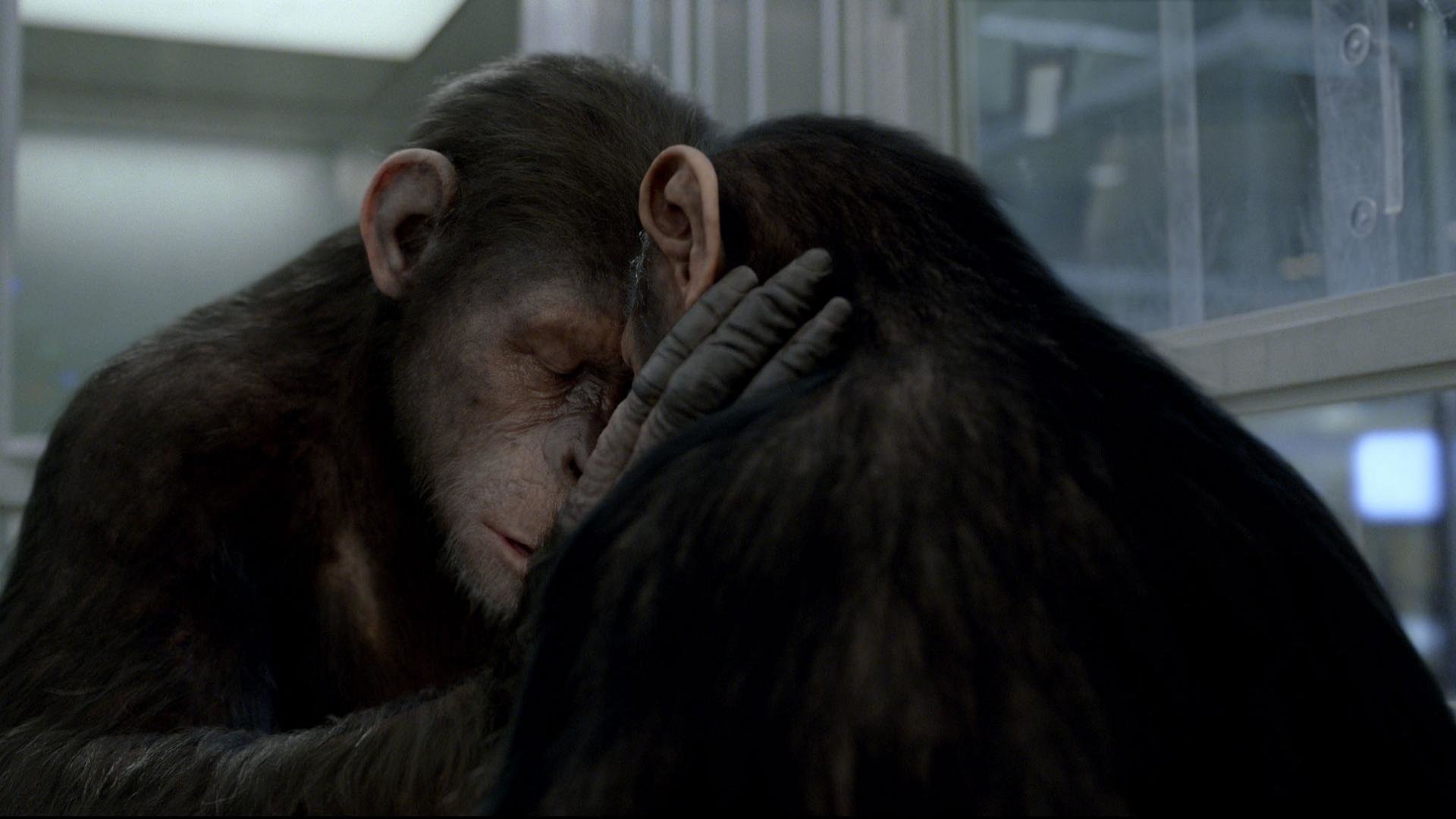 Awesome Rise Of The Planet Of The Apes Free Wallpaper - Rise Of The Planet Of The Apes Caesar Pictures - HD Wallpaper 