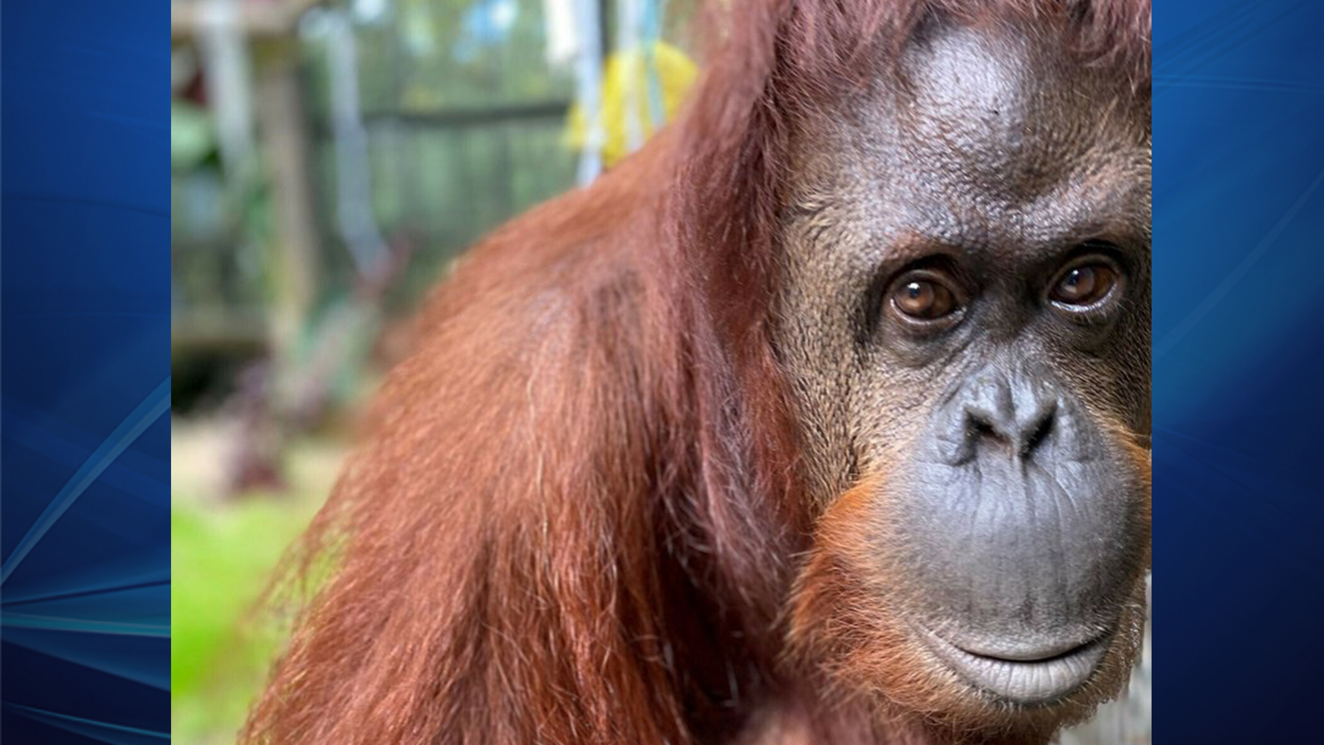 Sandra The Orangutan - HD Wallpaper 