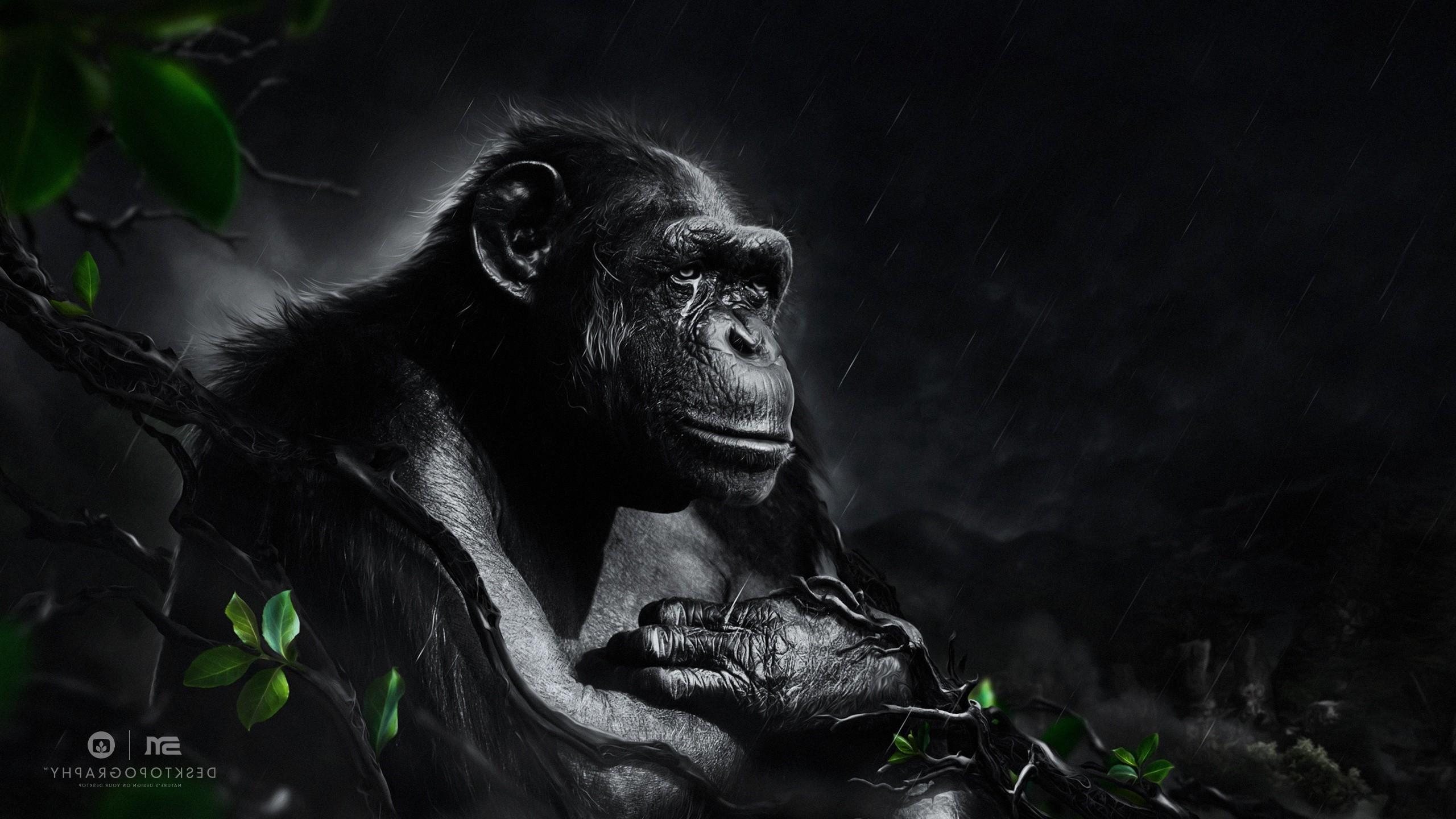 Bathing Ape Wallpaper Hd - Primates - HD Wallpaper 