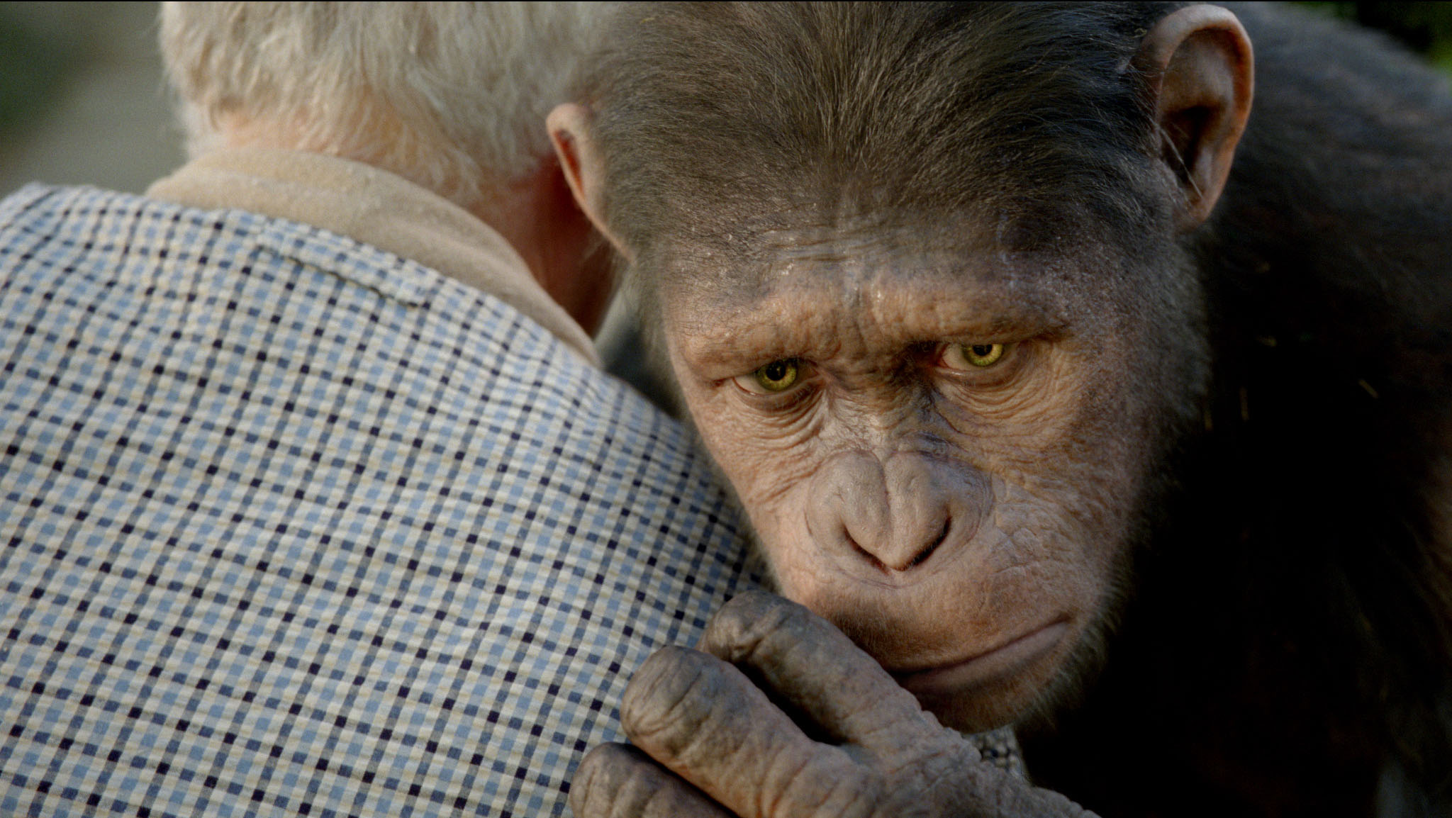 Rise Of The Planet Of The Apes Caesar Sad - HD Wallpaper 