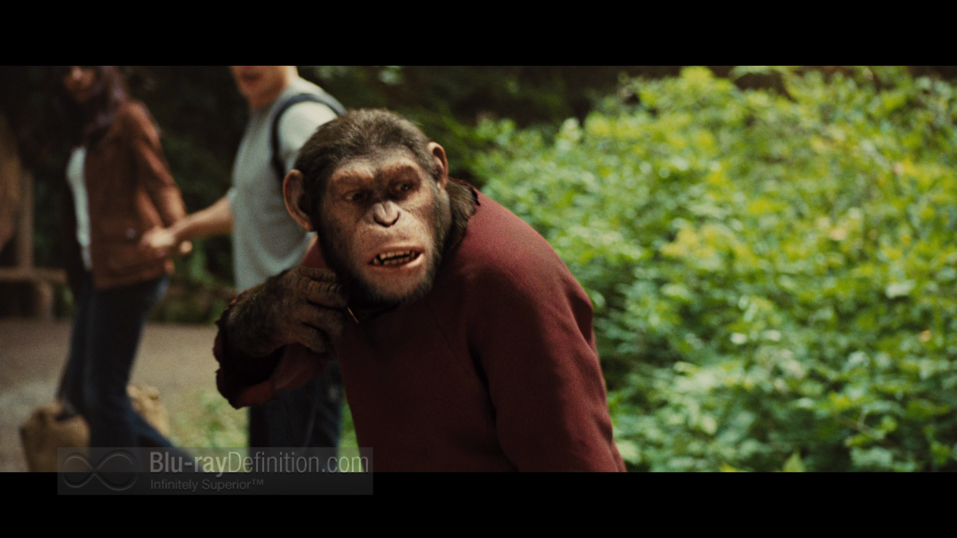 High Resolution Wallpaper - Common Chimpanzee - HD Wallpaper 