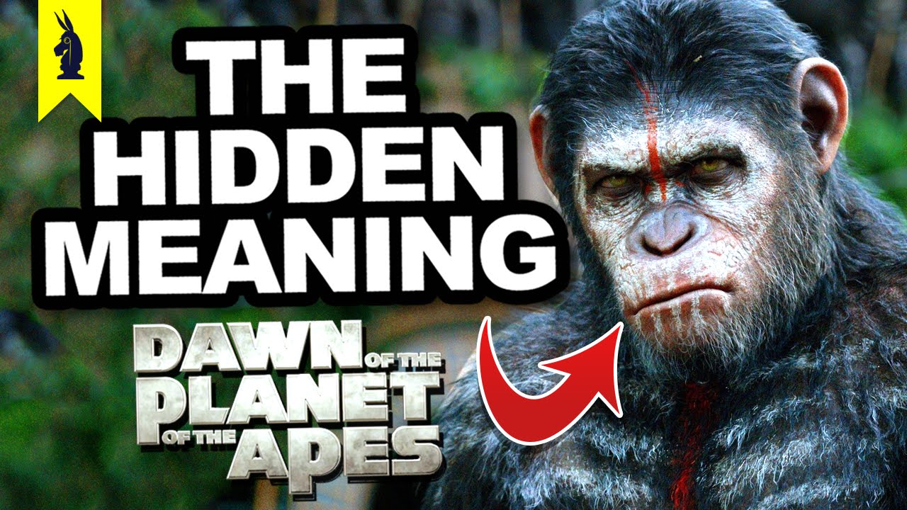 Mountain Gorilla - HD Wallpaper 